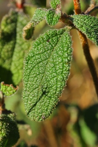 Cistus salviifolius - Ciste à feuilles de sauge