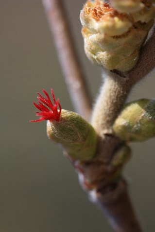 Corylus avellana - Noisetier
