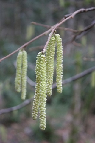 Corylus avellana - Noisetier