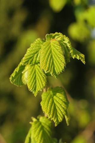 Corylus avellana - Noisetier