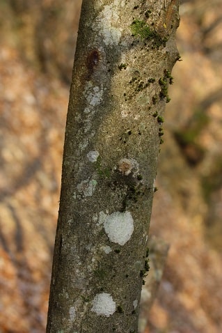 Corylus avellana - Noisetier