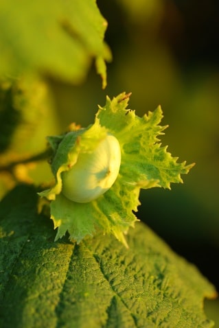 Corylus avellana - Noisetier