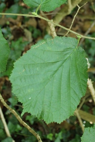 Corylus avellana - Noisetier