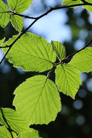 Corylus avellana - Noisetier