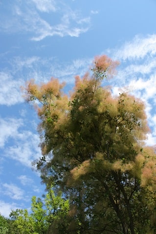 Cotinus coggygria - arbre à perruques