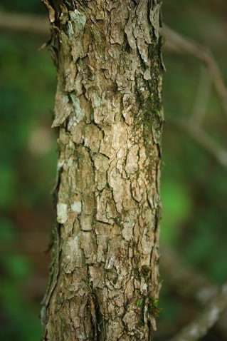 Cotinus coggygria - arbre à perruques