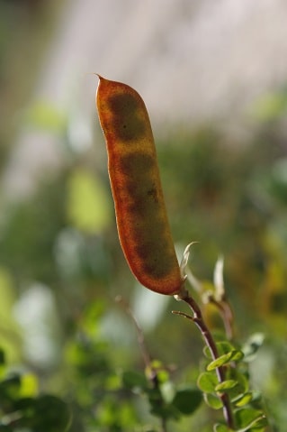 Cytisophyllum sessilifolium - Cytise à feuilles sessiles