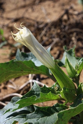 Datura stramonium - Datura stramoine