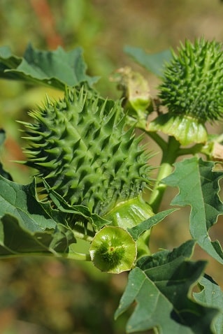 Datura stramonium - Datura stramoine