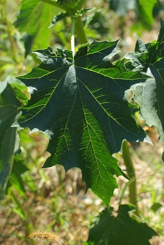 Datura stramonium - Datura stramoine