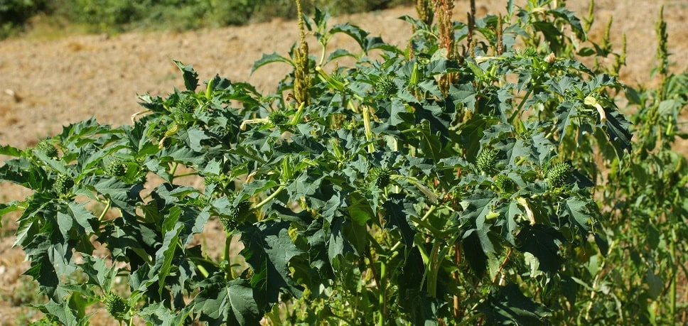 Datura stramonium - Datura stramoine