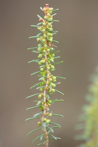 Erica scoparia - Bruyère à balais