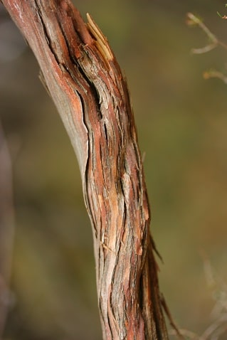 Erica scoparia - Bruyère à balais