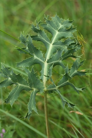 Eryngium campestre - Panicaut champêtre