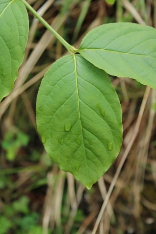 Euonymus latifolius - Fusain à larges feuilles