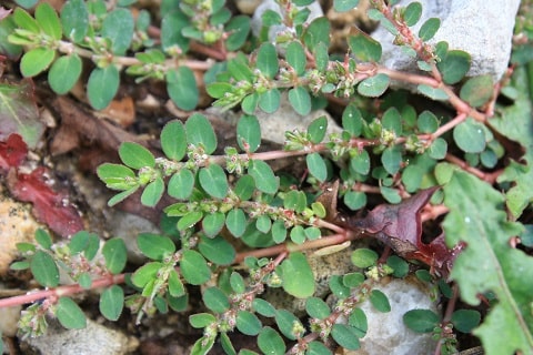 Euphorbia prostrata - Euphorbe prostrée