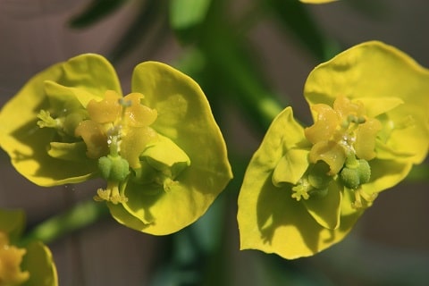 Euphorbia cyparissias - Euphorbe petit-cyprès