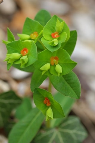 Euphorbia dulcis - Euphorbe douce