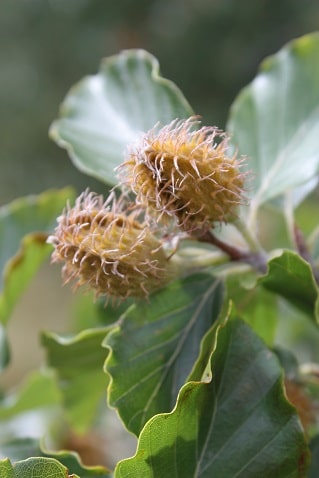 Fagus sylvatica - Hêtre