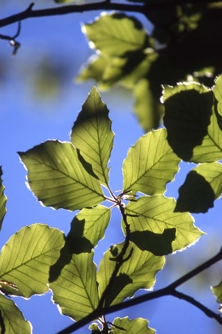 Fagus sylvatica - Hêtre