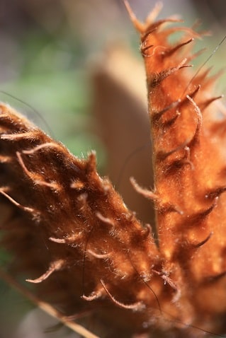 Fagus sylvatica - Hêtre