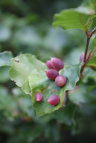 Fagus sylvatica - Hêtre