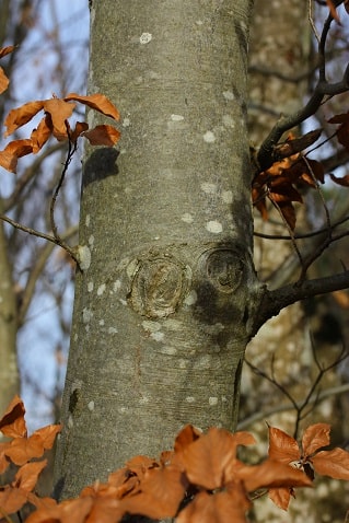 Fagus sylvatica - Hêtre