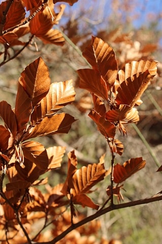 Fagus sylvatica - Hêtre