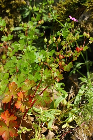 Geranium lucidum - Géranium luisant