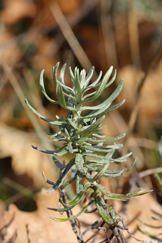 Helichrysum stoechas - immortelle commune