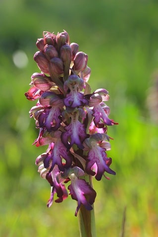 Himantoglossum robertianum - Orchis à longues bractées