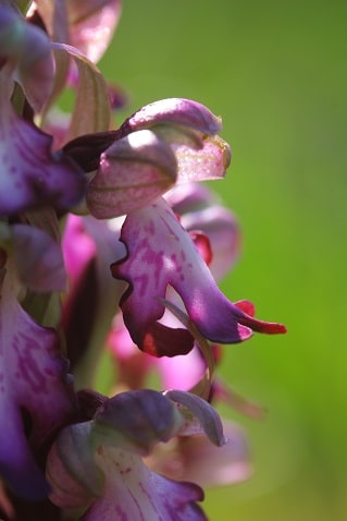 Himantoglossum robertianum - Orchis à longues bractées