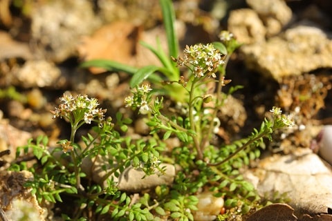 Hornungia petraea - Hutchinsie des rochers
