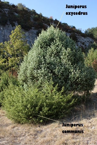 Juniperus oxycedrus - Cade