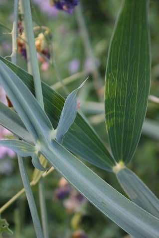 Lathyrus latifolius - Gesse à larges feuilles