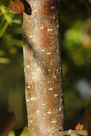 Ligustrum vulgare - Troène commun