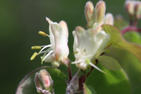 Lonicera xylosteum - Camérisier à balais