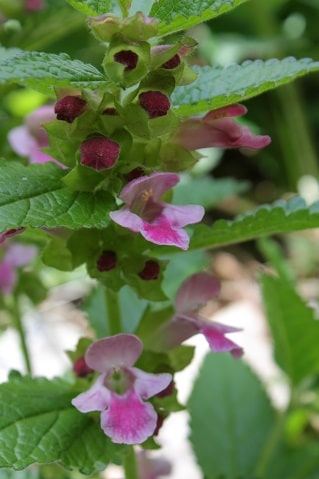 Melittis melissophyllum - Mélitte à feuilles de mélisse