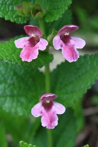 Melittis melissophyllum - Mélitte à feuilles de mélisse