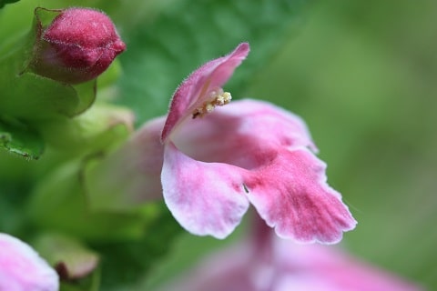Melittis melissophyllum - Mélitte à feuilles de mélisse