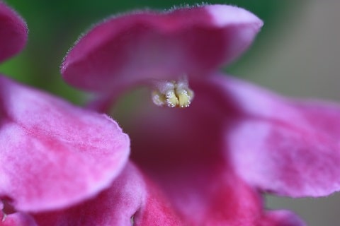 Melittis melissophyllum - Mélitte à feuilles de mélisse