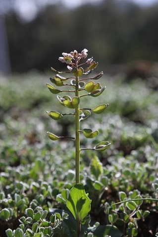 Microthlaspi perfoliatum - Tabouret perfolié
