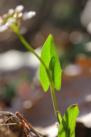 Microthlaspi perfoliatum - Tabouret perfolié