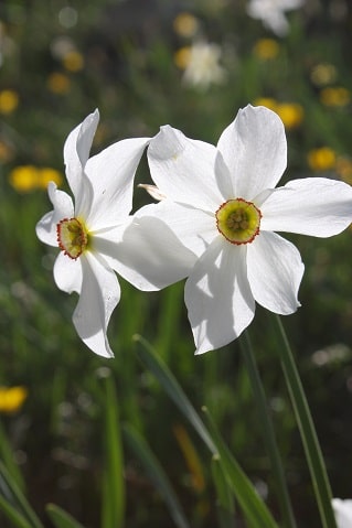 Narcissus poeticus - Narcisse des poètes