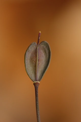 Noccaea praecox - Pulmonaire à feuilles lancéolées