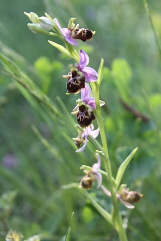 Ophrys fuciflora - Ophrys bourdon