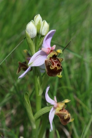 Ophrys fuciflora - Ophrys bourdon