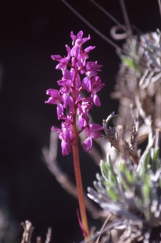 Orchis mascula - Orchis mâle