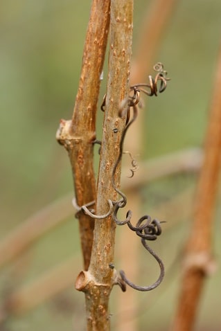 Parthenocissus inserta - Vigne-vierge commune