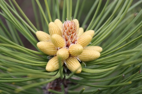 Pinus nigra - Pin noir d'Autriche